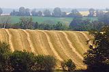 Striped Field_05599